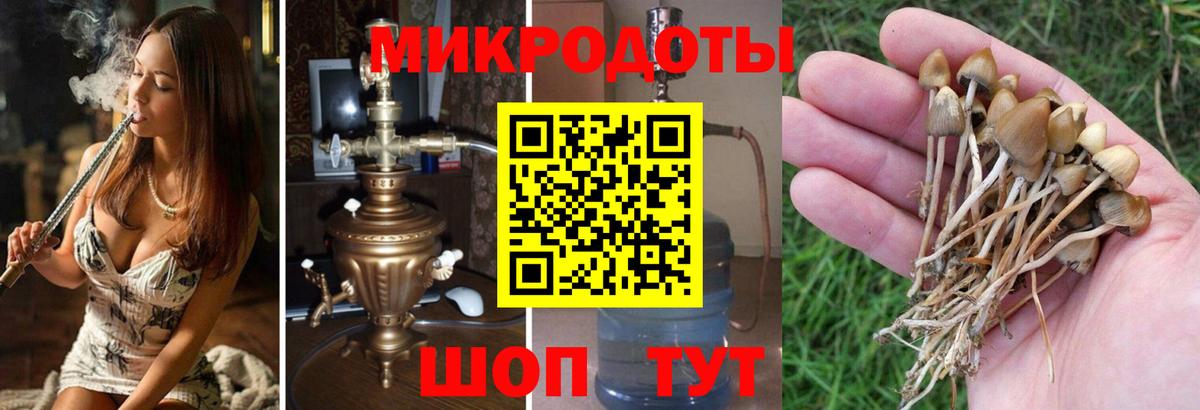 Псилоцибиновые грибы прущие грибы Сочи